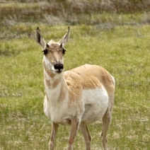 Ms. Pronghorn Antelope
