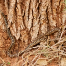 Gopher Snake on the Burr Trail - This One's Non-poisonous!
