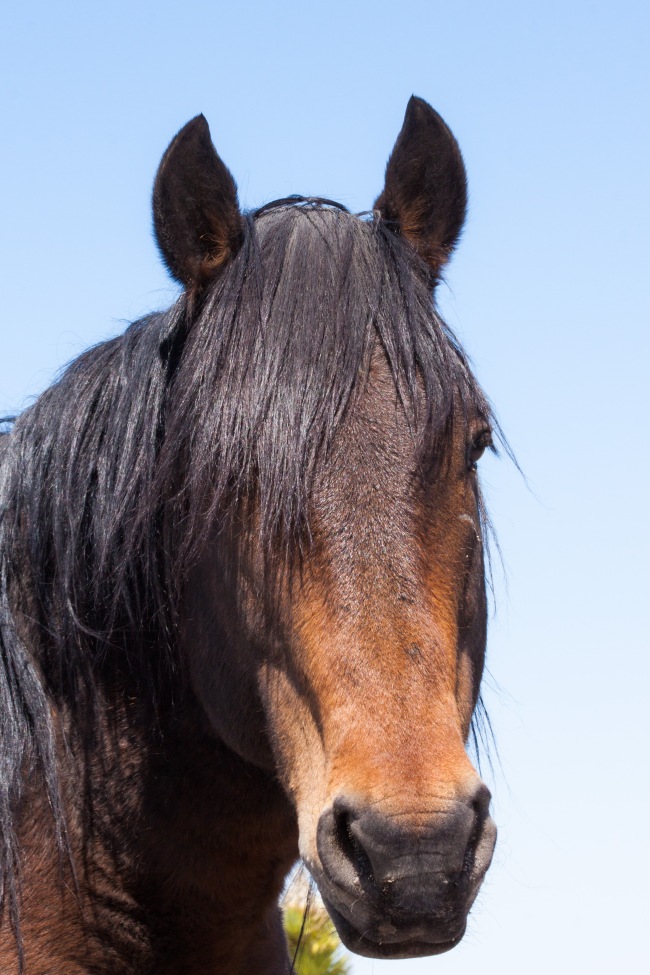 20150328-Parhangat to wild horses to corn springs-146